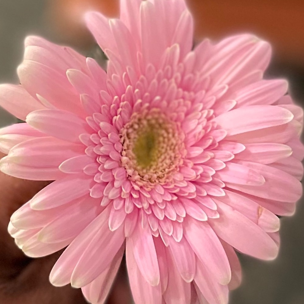 Meet your Posher, Jahmiya